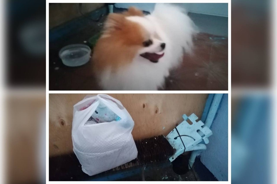    "Бонусом" к собачке оставили пакет с ее игрушками и лежанкой / Фото: Ольга Примерова / vk.com