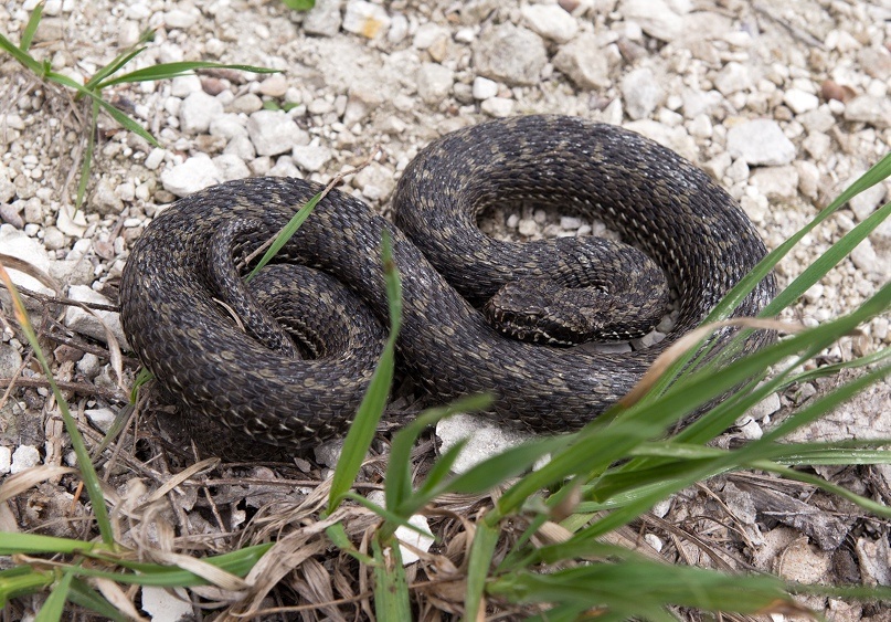 Гадюка степная.