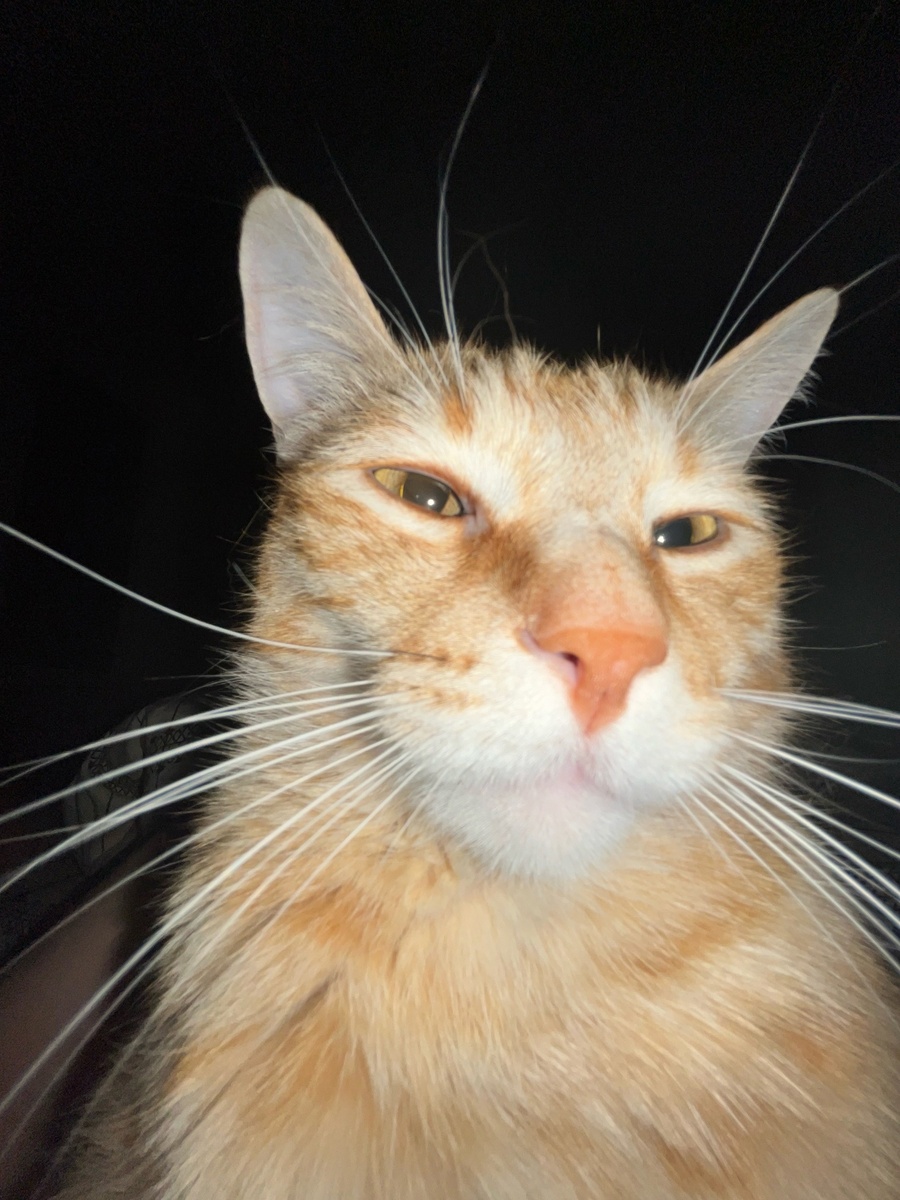 Симба для украшения статьи. Уверена, что кошки знают русский язык, но считают ниже своего достоинства с нами общаться.)))