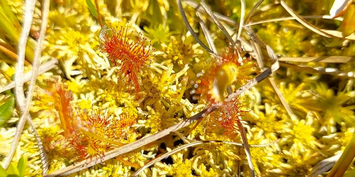 Росянка круглолистная 