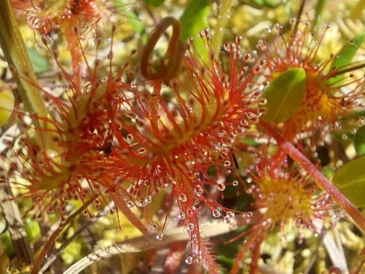 Росянка круглолистная 