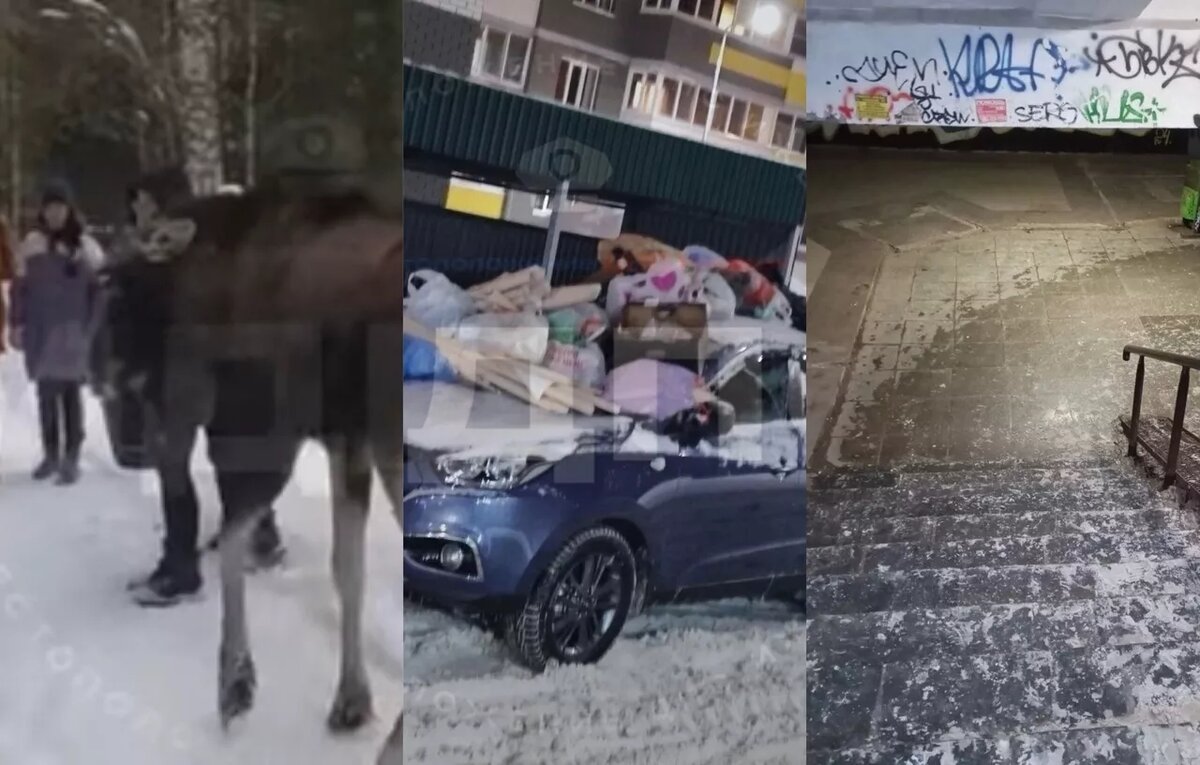    Засыпанный мусором автомобиль, ужасный подземный переход и удар лося копытами по ребенку: что ижевчане активно обсуждают в соцсетях 17 января