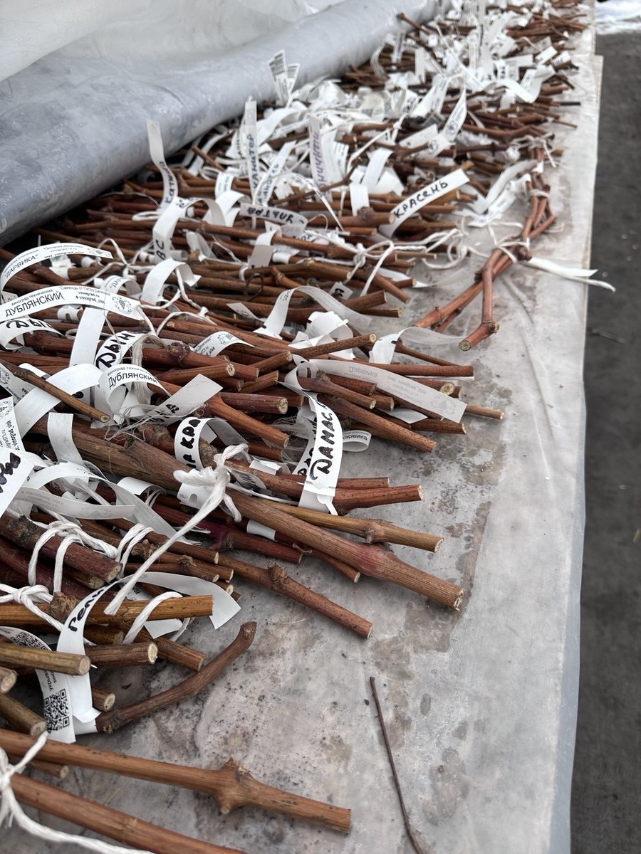 Приготовленные черенки посадке, Кстати, у нас можно заказать как и готовые саженцы, так и неукоренные черенки. В коллекции около 400 сортов винограда.