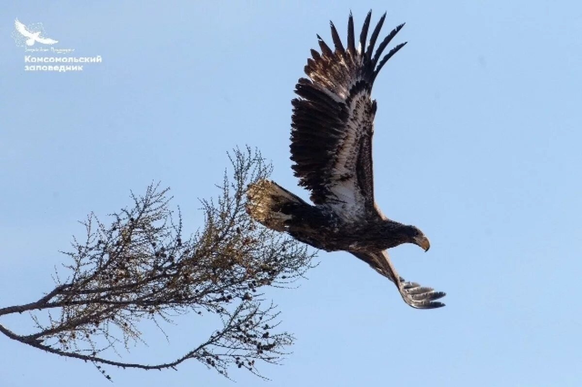   Белоплечий орлан на Амуре расширяет ареал, говорят учёные из Комсомольска