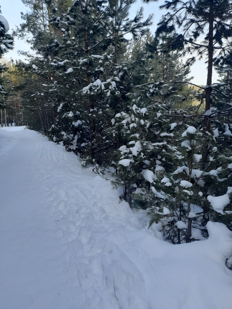 По дорожке в лесу