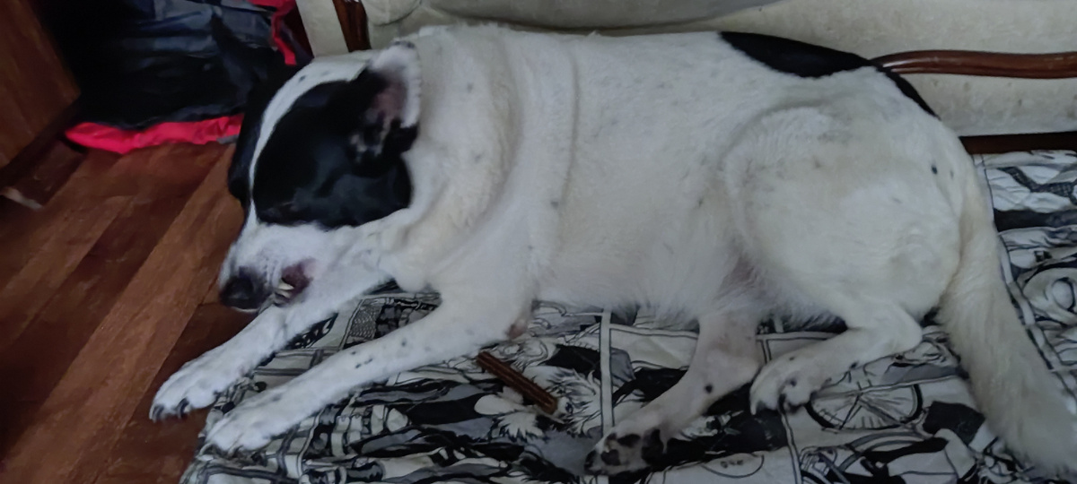 Не хочет лежать на полу, жалуется 