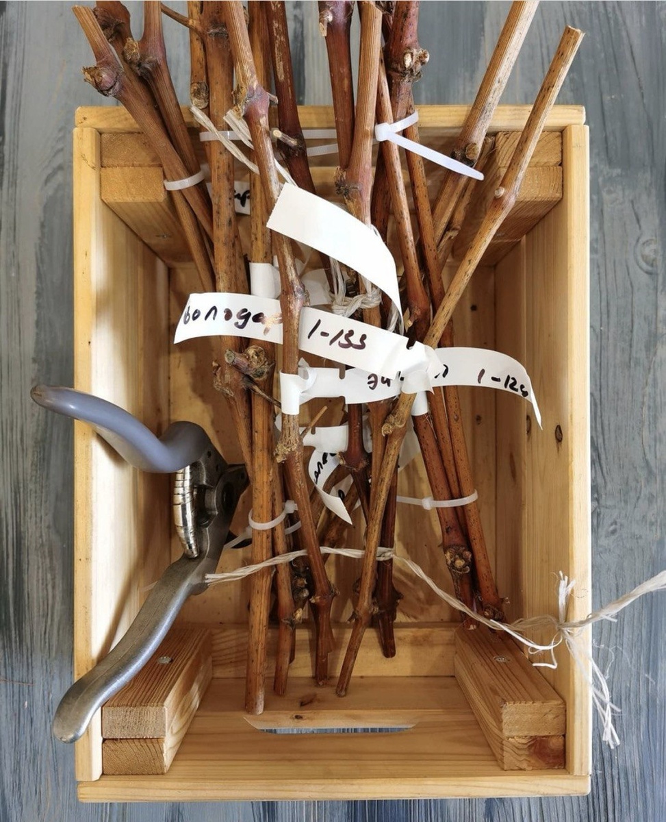 Черенки перед укоренением