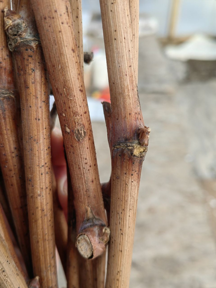 На правом черенке отлично видно, где низ, а где верх в черенка