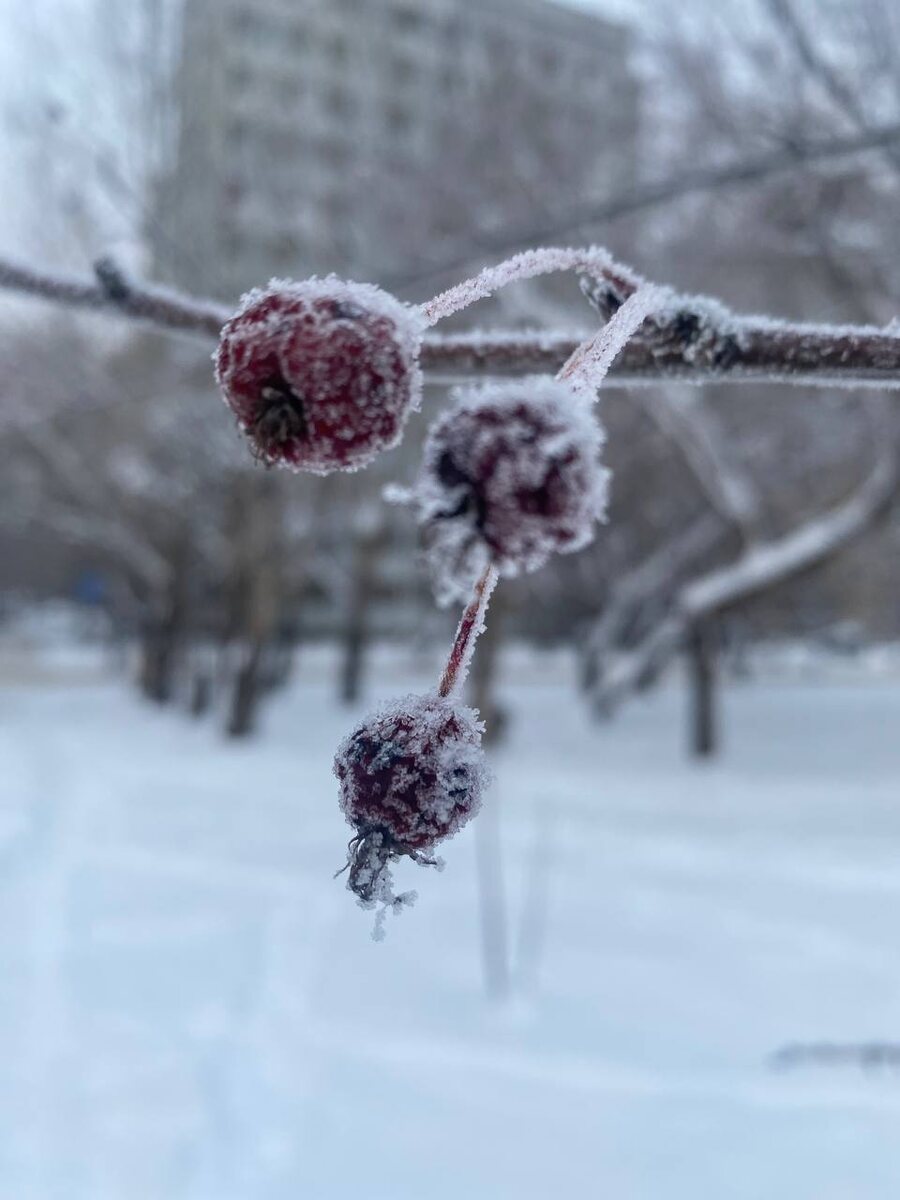 В Москве и средней полосе России наблюдается необычно теплый температурный режим.