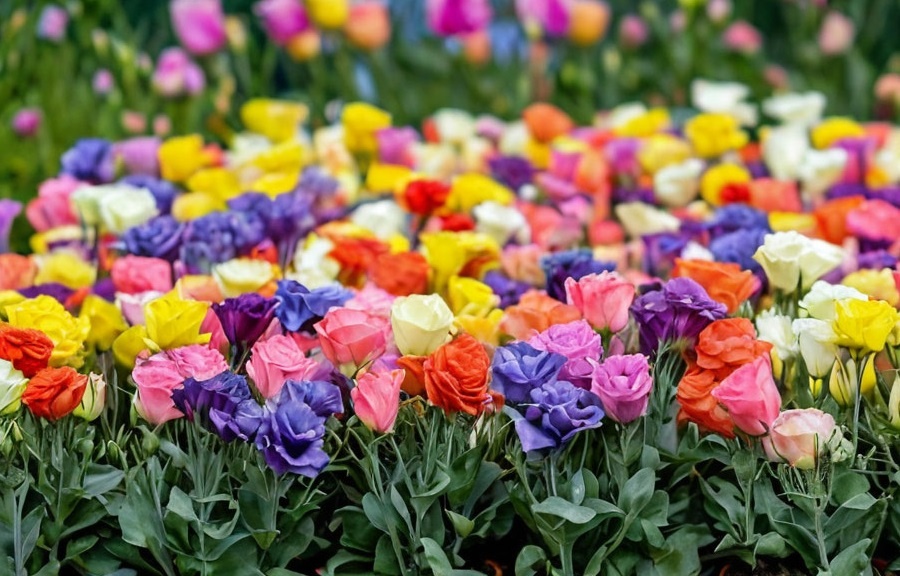 Этот цветок может служить украшением как в саду, так и в букетах.