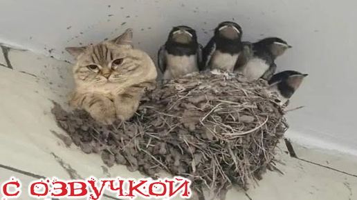 Картинки котики смешные