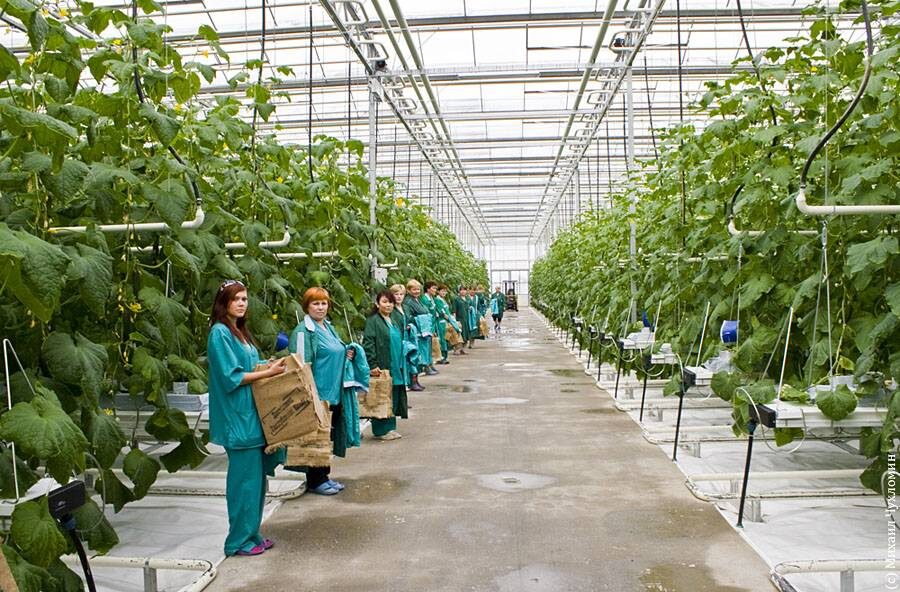 Современная промышленная теплица, фото из сети