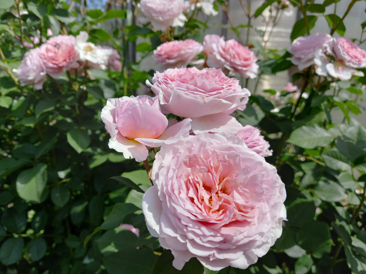 Роза James Galway (Джеймс Гэлвей)  Цветение в июне Фото автора канала Птичка Степная