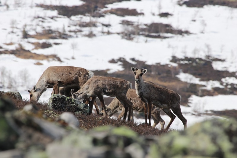 Фото из архива пресс-службы заповедника