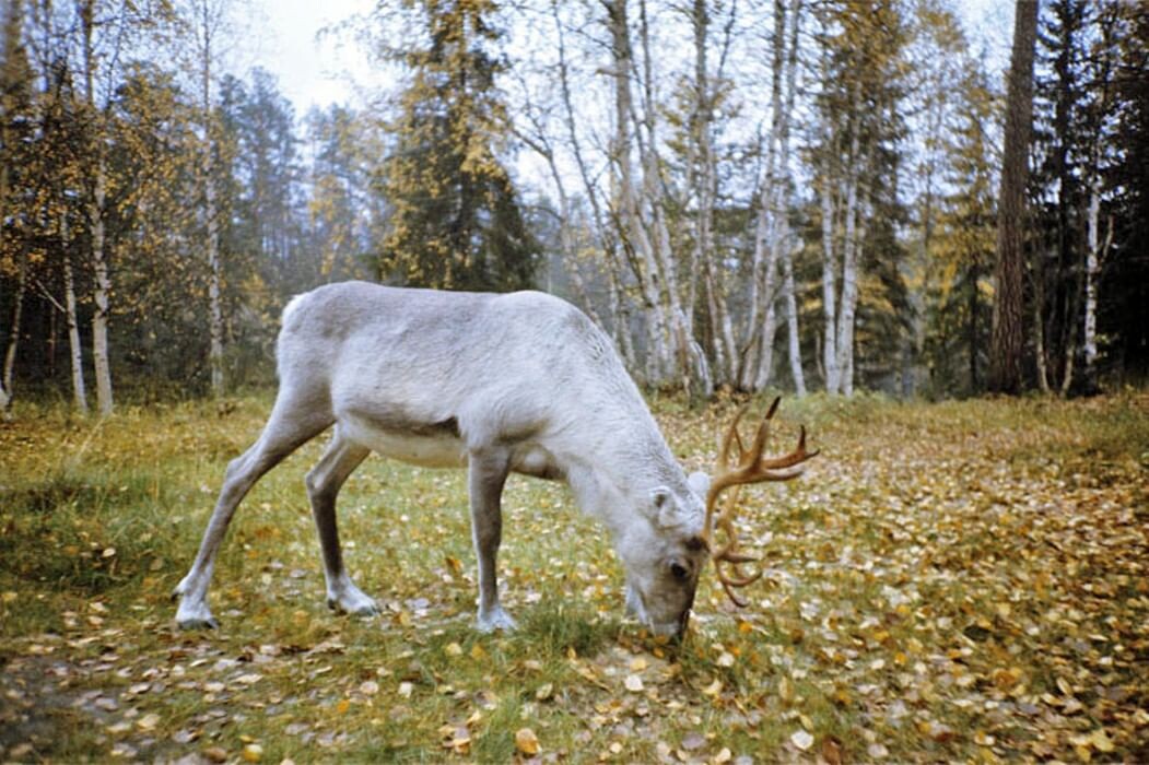 Фото из архива пресс-службы заповедника