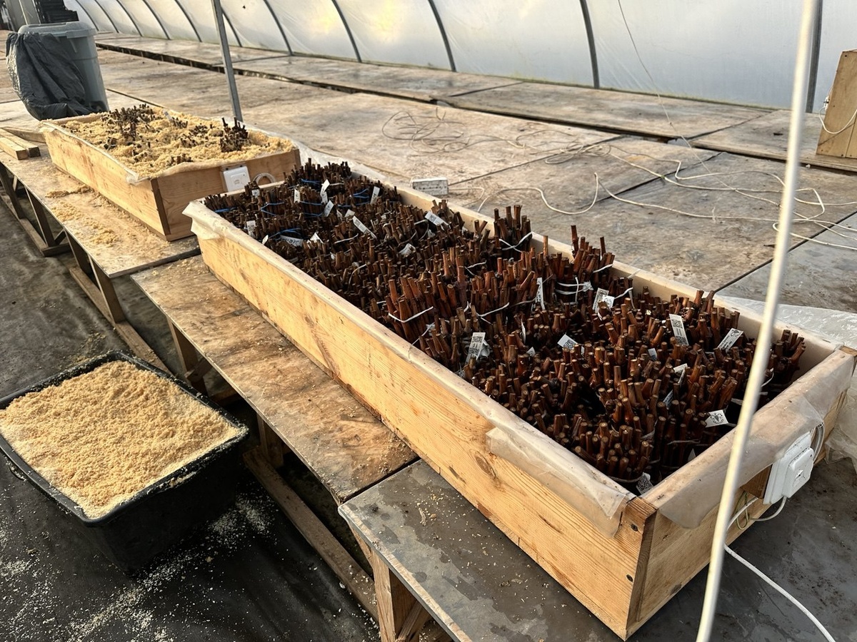 Наши кильчеваторы.