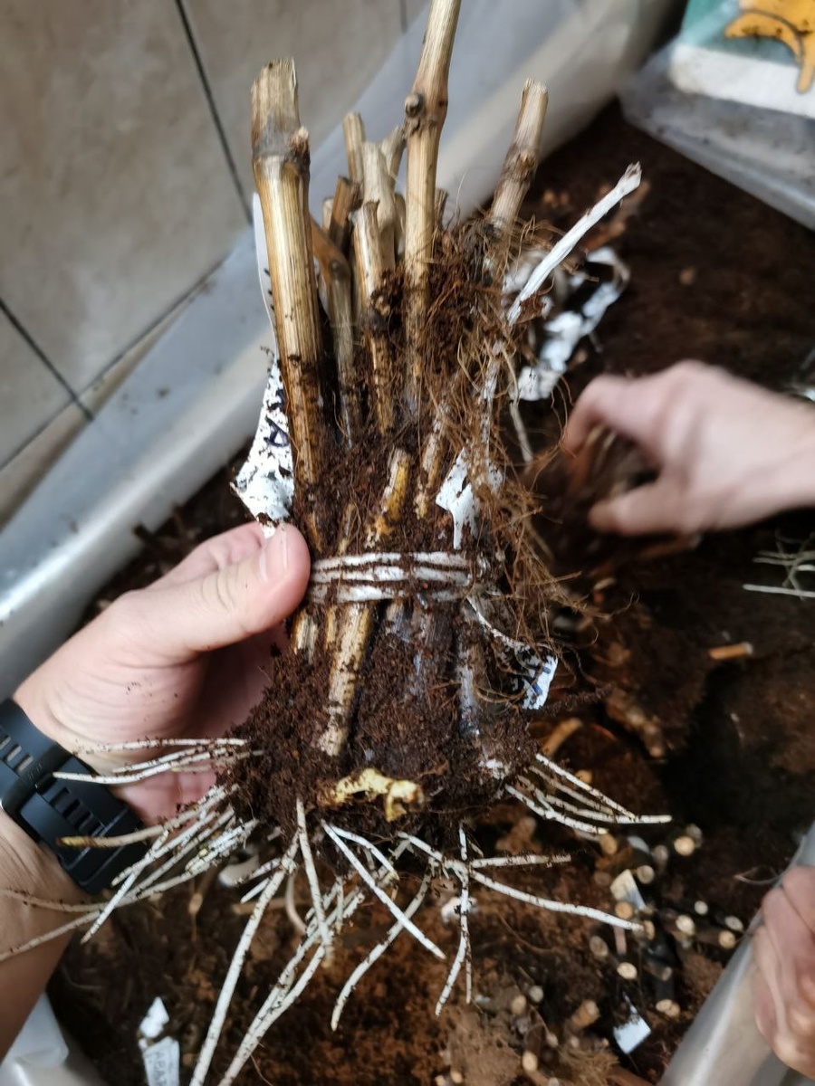 Черенки на 15 день после кильчвания