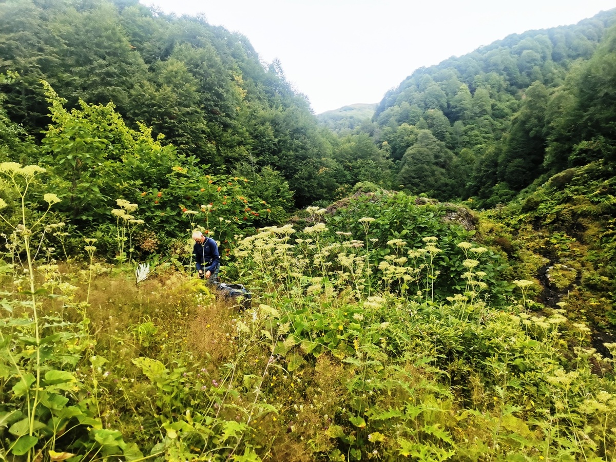 Партхал - высота всего 1450 метров, тут травяные джунгли