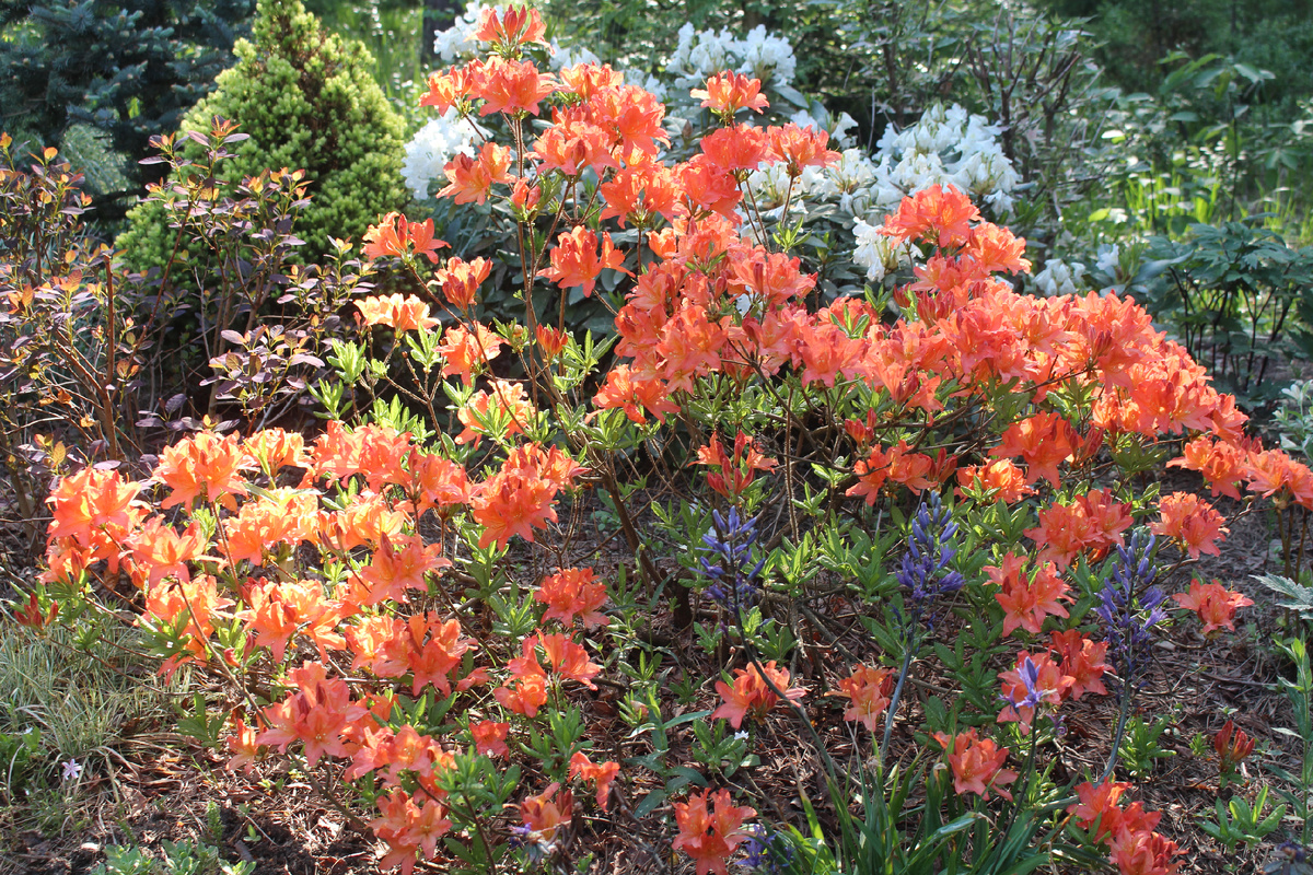 Рододендрон mollis в нашем саду