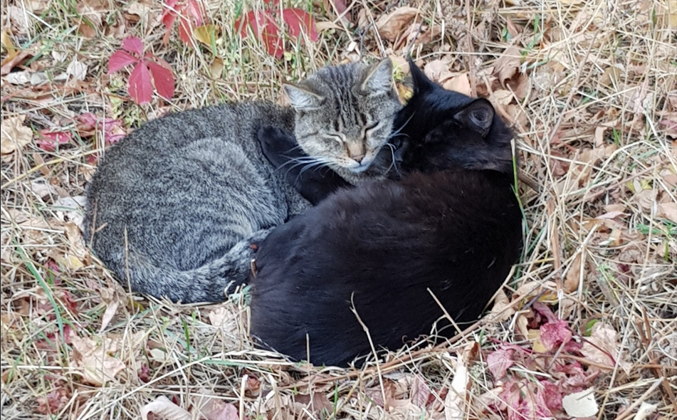 Домашние питомцы очень миловидны, но стоит принимать ответственность когда их заводим