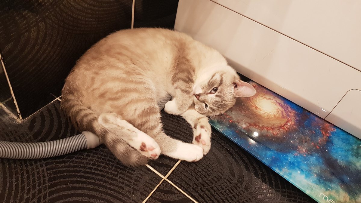 Котята очень игривые и будут рвать и кусать все что покажется им интересным.