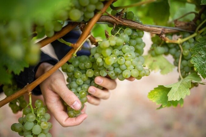 Раскройте секреты Совиньон Блан: полное руководство по этому культовому сорту