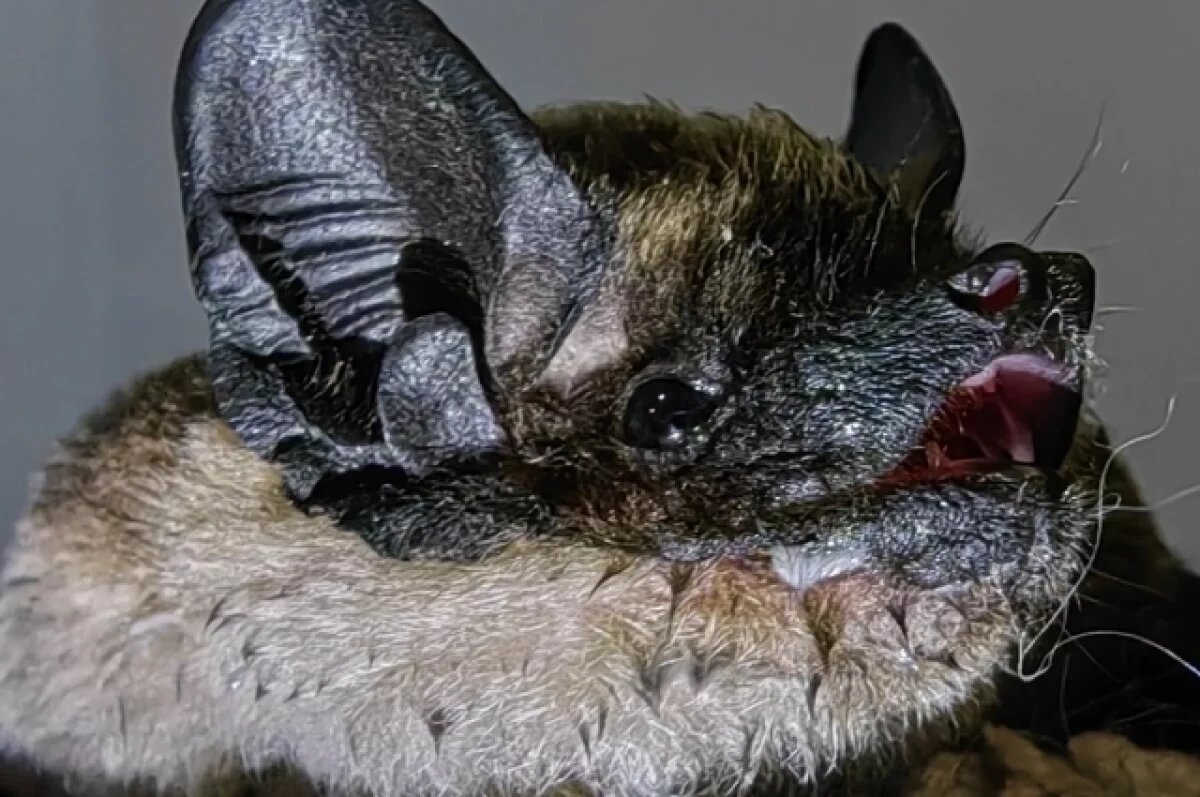    Летучие мыши проснулись в Иркутске в середине января из-за тёплой зимы