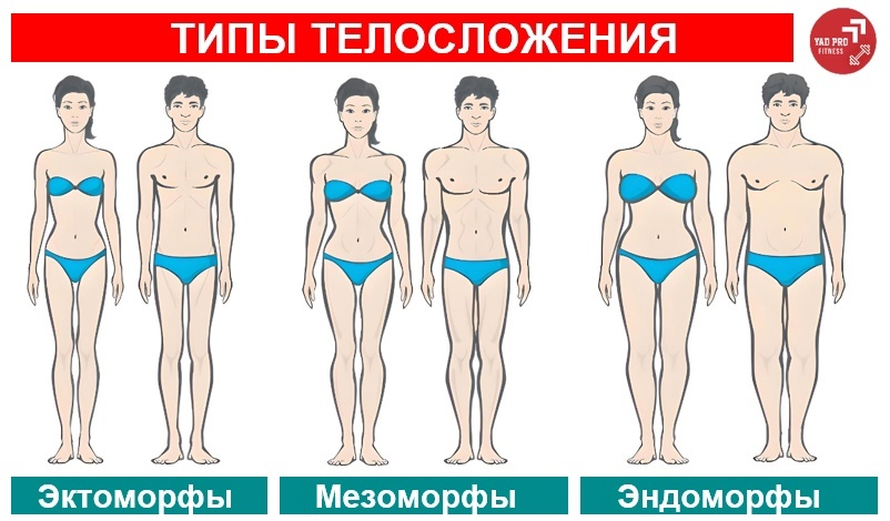 тип телосложения | YADPROFitness