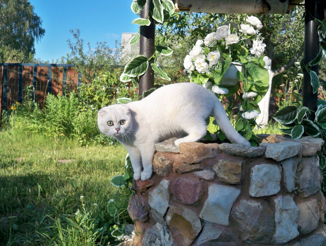 Ужасно инвалидный скоттиш-фолд, одна из первых выпускниц моей совладелицы Анны Галаевой (2009 года рождения). По мысли зоозащиты, должна была давно скончаться от многочисленных врожденных заболеваний. Ан нет, жива, в этом году будет 16 лет.