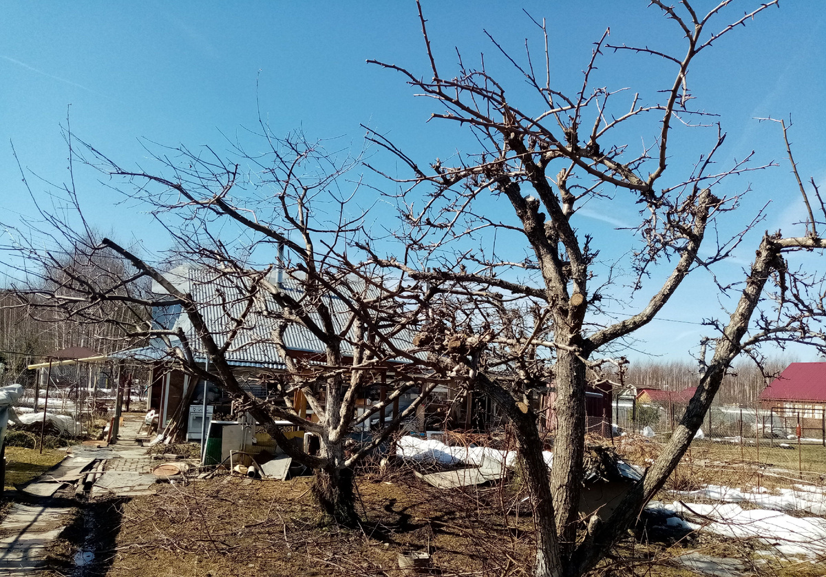 Всё это надо обработать от вредителей