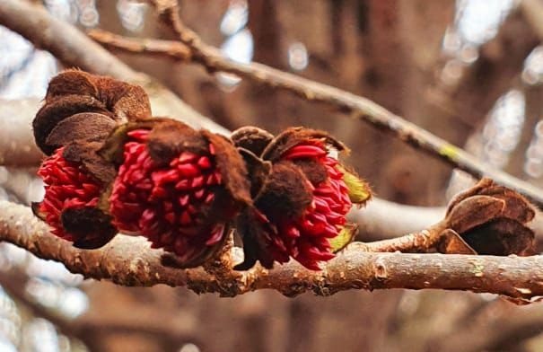   Фото: пресс-служба дендропарка «Южные культуры»