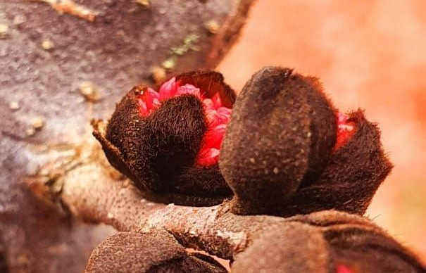    Фото: пресс-служба дендропарка «Южные культуры»