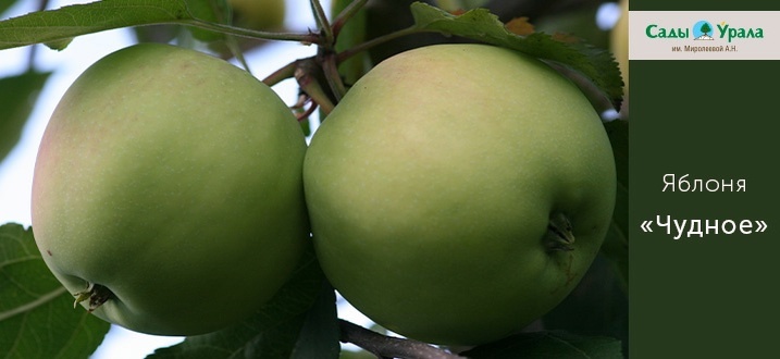 Создать карусельДобавьте описание