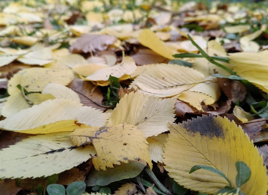 Фото автора . Дружба завяла как осенние листья..