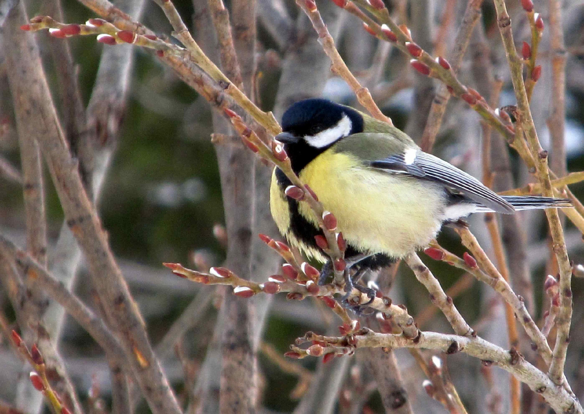 Фото: Национальный парк «Таганай»