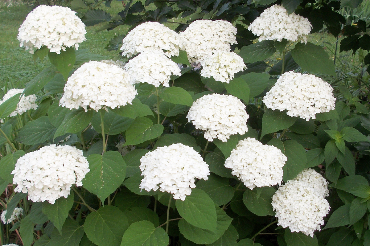 Богатое (при правильной агротехнике) цветение Аннабель длится с июня по октябрь. Отцветшие, но сохраняющие красоту засохшие соцветия можно оставить до первого снега.