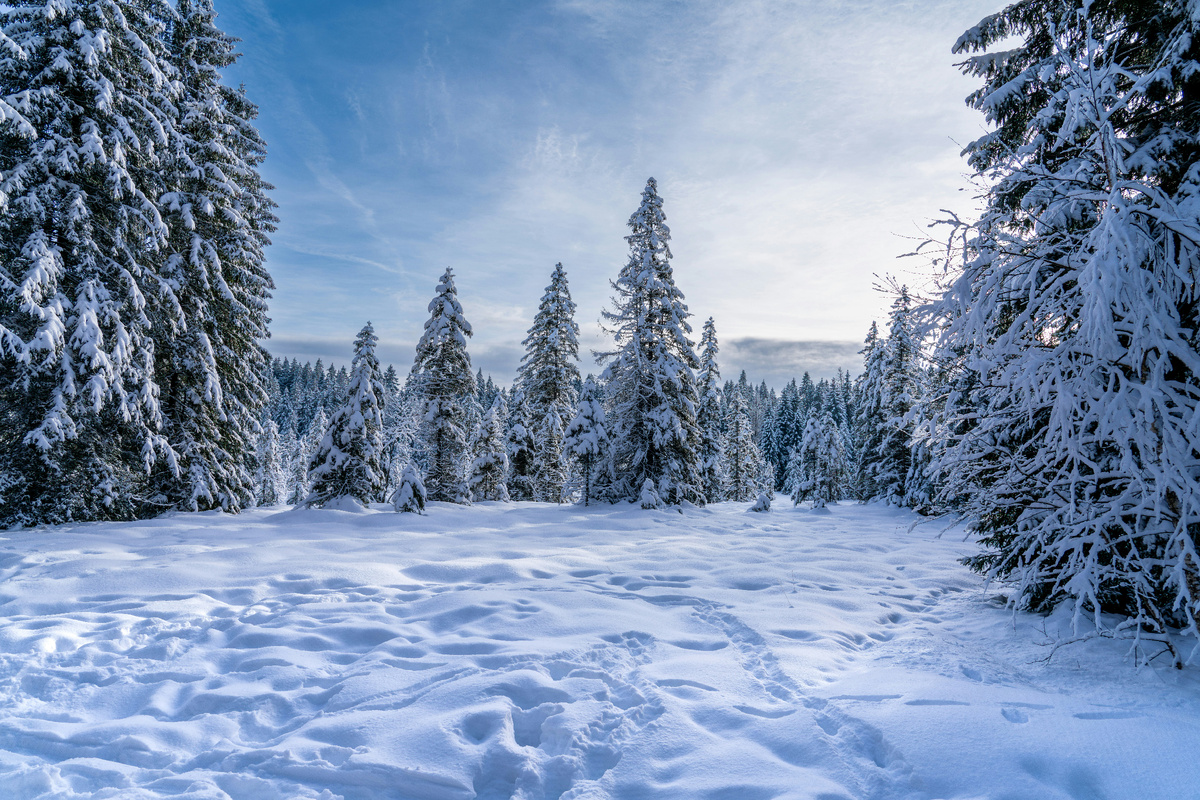 Картинка с бесплатного фотостока https://unsplash.com, автор Nathan Queloz