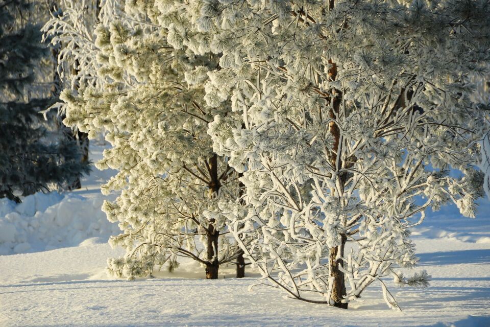    Зима в Барнауле, изморозь. Источник: Виталий Барабаш