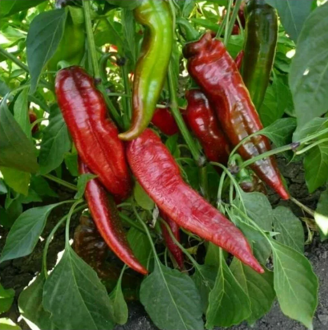 Мое счастье, что я посадила его на самом солнце, хотя обычно перцы сидят у меня в полутени. 