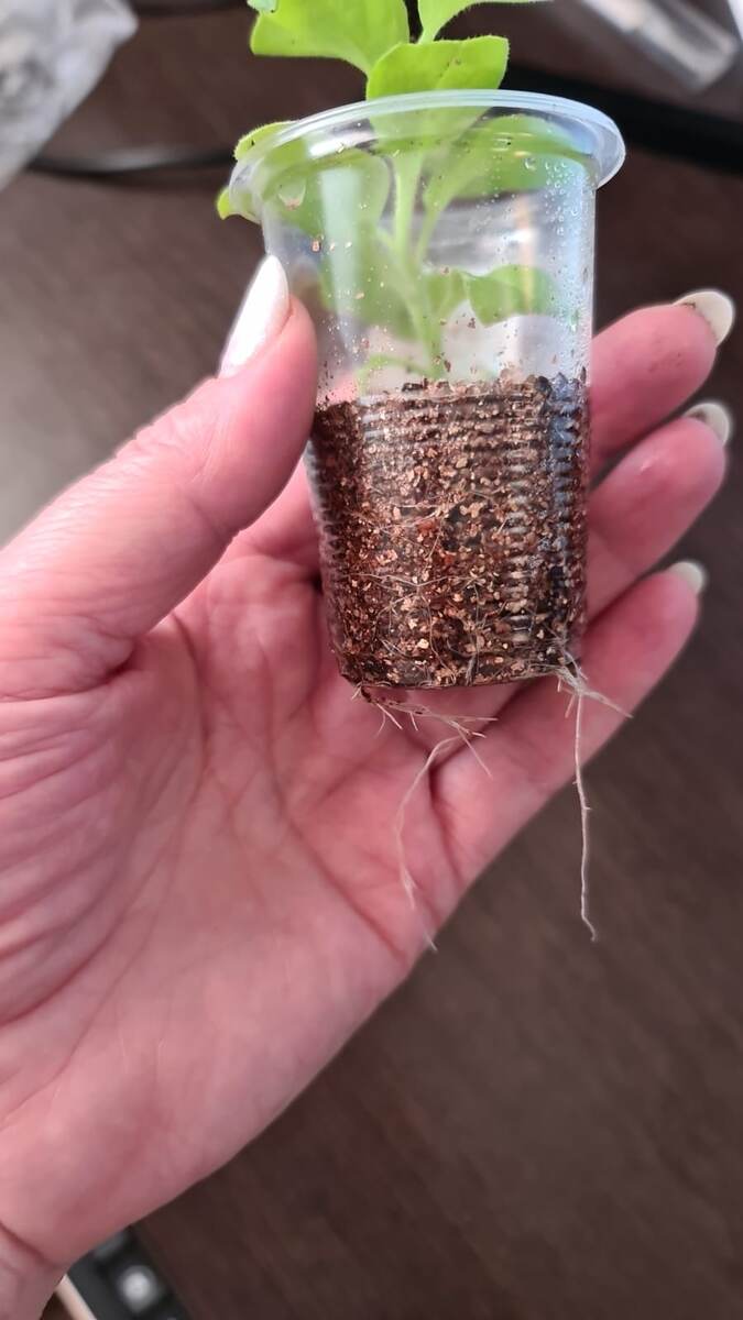 Вот такие длинные корни нарастили