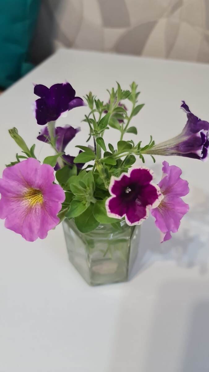 Петуния в январе