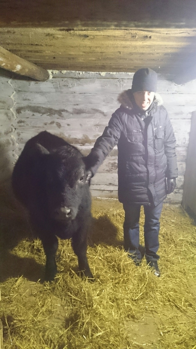 Вова с нашей первой тёлочкой Абердин Ангус, зовут ее Маня, первое фото в первый день