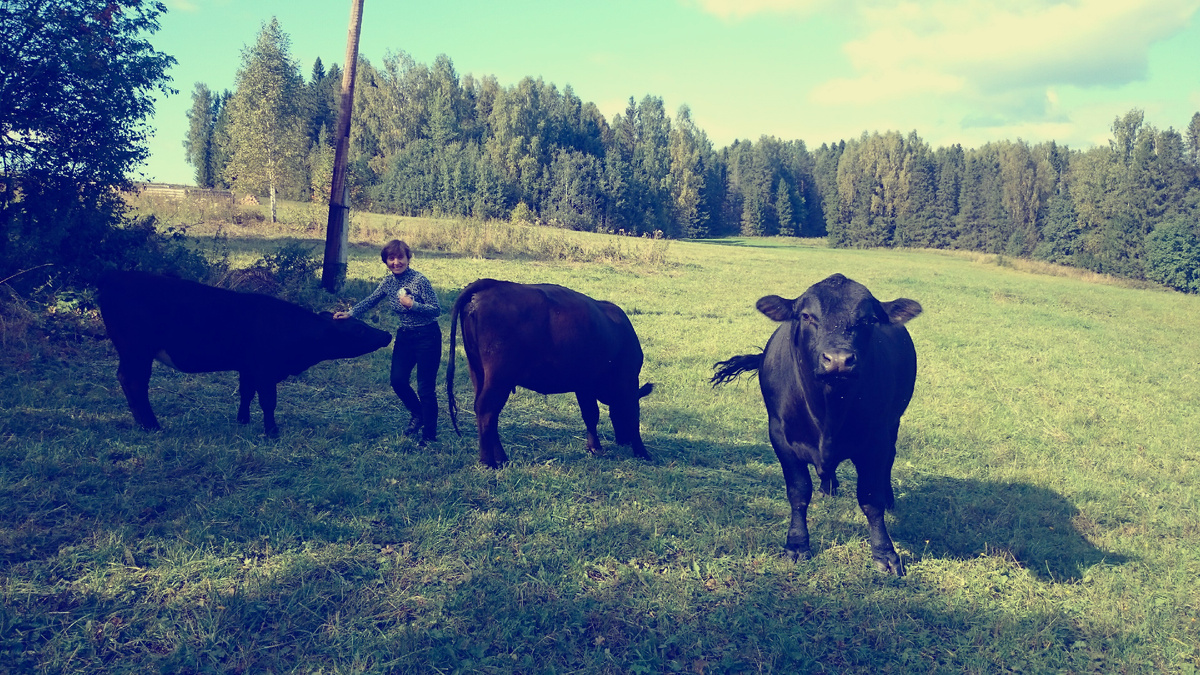 наша мама с первой телочкой Кнопой, родившейся у нас, родители Кнопы – Маня и Ваня