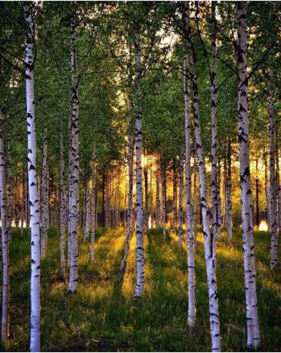 Картинка из интернета 