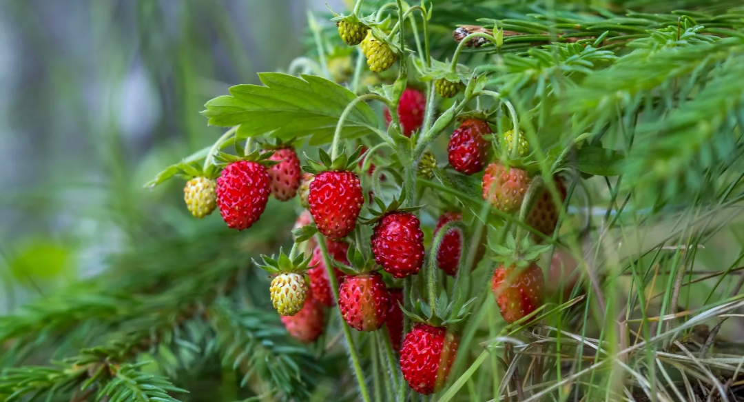 Картинка из интернета 