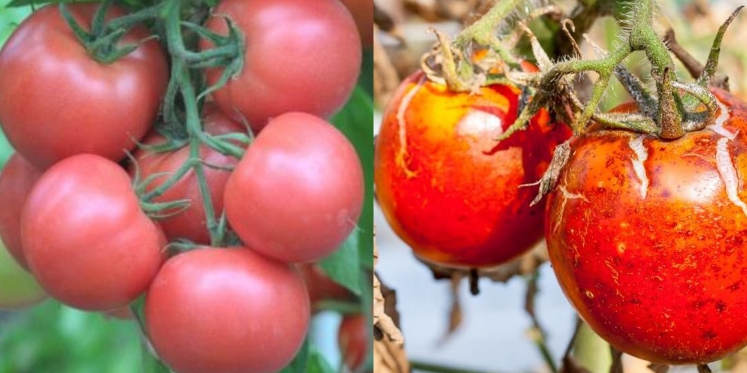 Подобрал 9 сортов томатов устойчивых к фитофторозу. Проверенный список защитит от потерь урожая