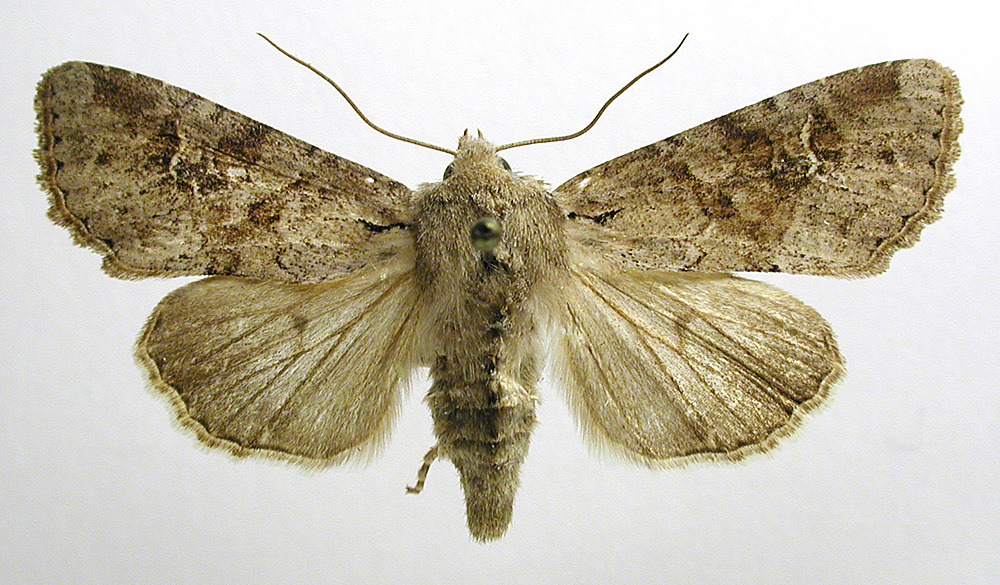 Зерновая совка, - злостный вредитель зерновых культур