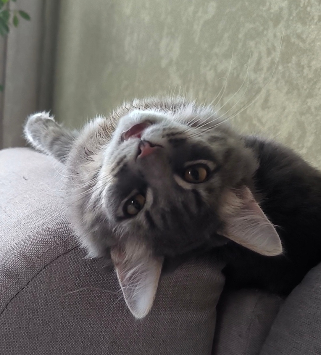 Мой маленький Баська. Все фотографии в статье авторские. 