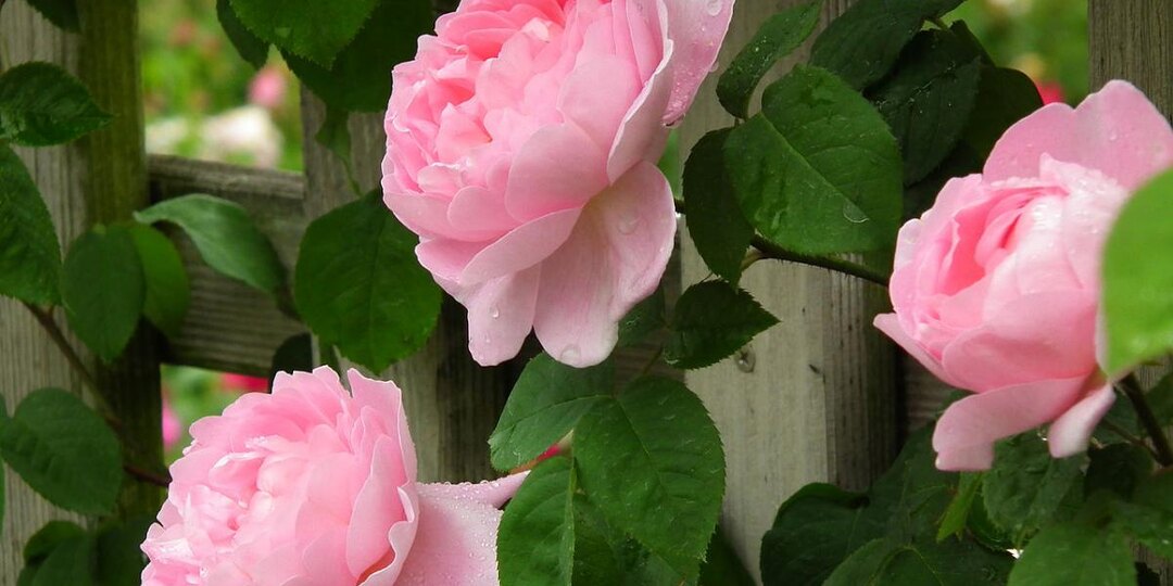 Как продлить цветение роз: секреты заботливого ухода раскрыты