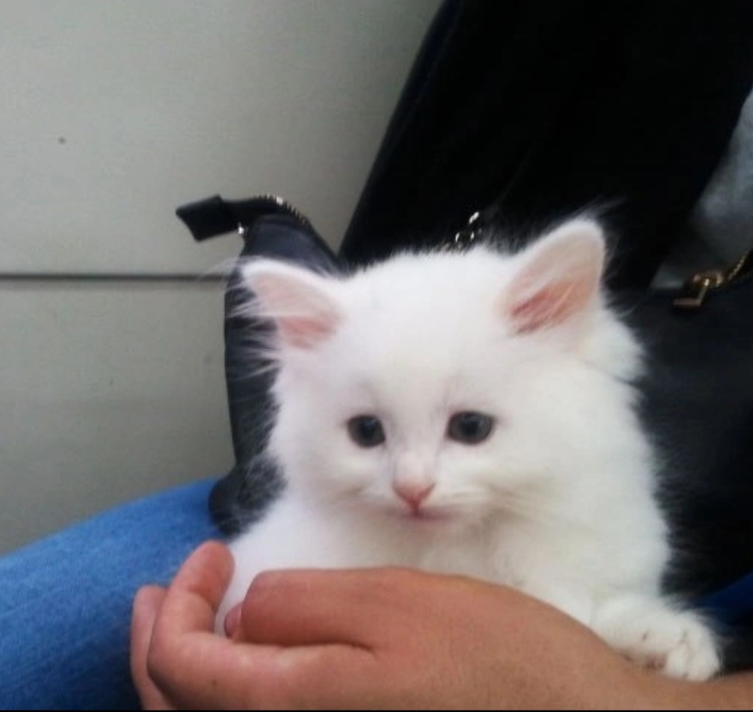 Вот такой я привела ее домой